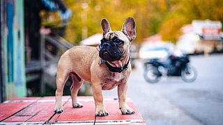 Wilbur Beast, a six-month old pup, won the mayoral election in the small town of Rabbit Hash