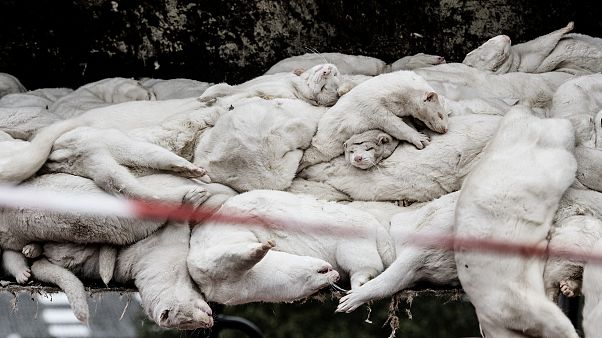 Oct. 21, 2020 file photo, minks that have been culled, at a farm in Farre in the southern part of Jutland, Denmark Oct. 21, 2020 file photo, minks that have been culled, at a farm in Farre in the southern part of Jutland, Denmark