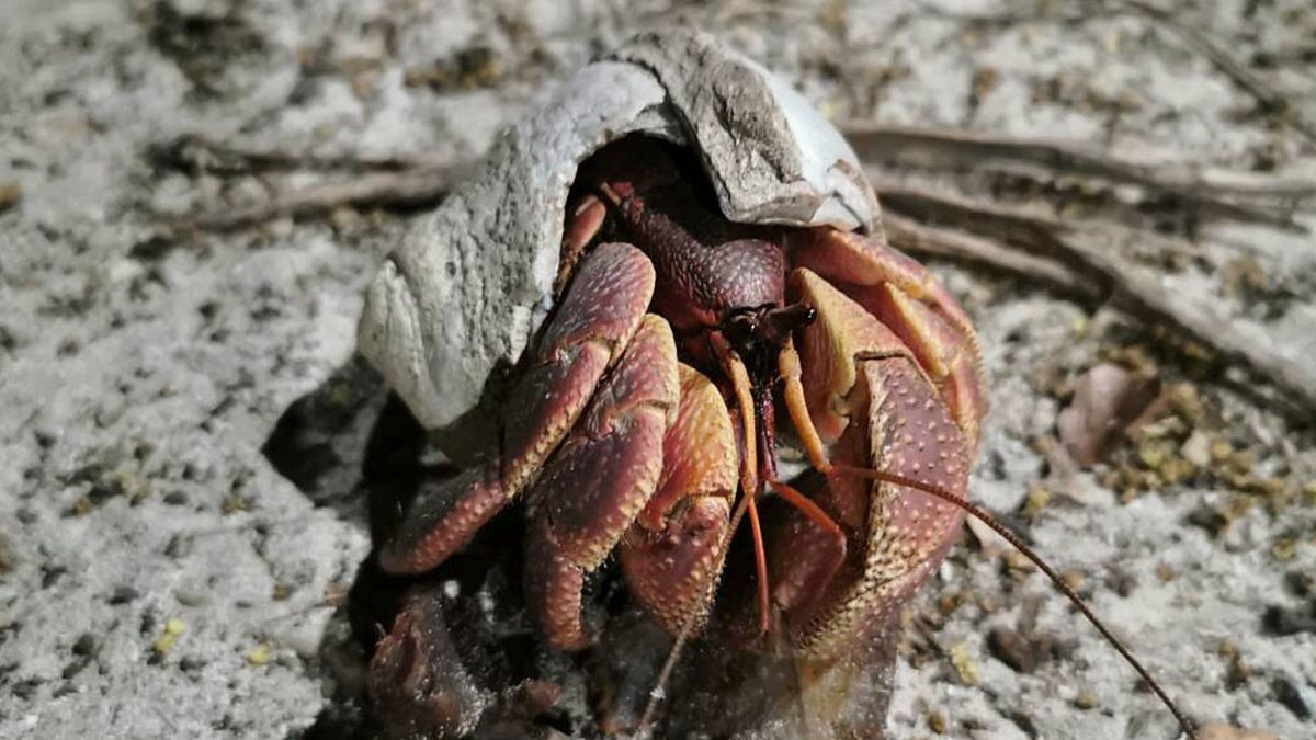 National Park on November 6, 2020 shows a hermit crab in a broken shell along the shore of the national park in Krabi