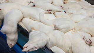 Extermínio de martas na Dinamarca levanta acusações de crueldade