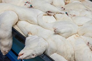 Extermínio de martas na Dinamarca levanta acusações de crueldade