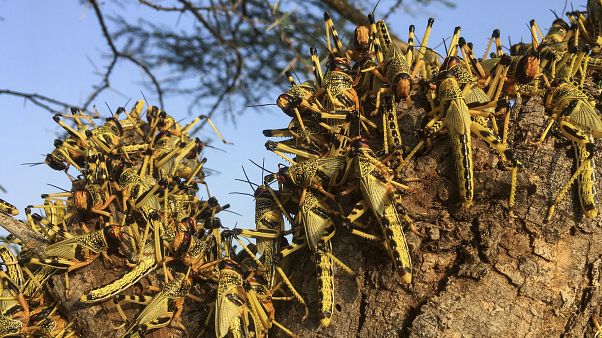 أسراب من الجرا في كينيا - أرشيف أسراب من الجرا في كينيا - أرشيف