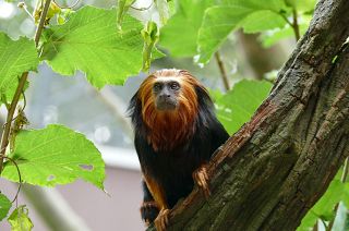 Os dados climáticos contribuem para identificar as prioridades da proteção da biodiversidade