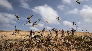 Somalia Faces Fresh Desert Locust Storm