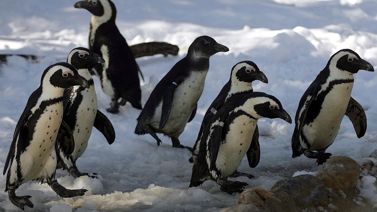 Οι πιγκουίνοι νιώθουν μοναξιά
