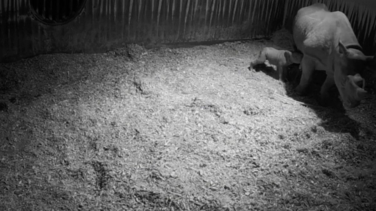 ولادة وحيد قرن أسود نادر-هولندا