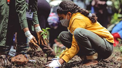 Tree planting is good, but is it the best solution? Tree planting is good, but is it the best solution?