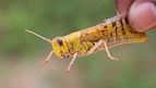 Kenya's locust hunters on tireless quest to halt ancient pest