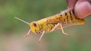 Somalia faces new desert locust invasion