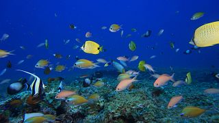 أسماك في شعاب مرجانية في بيرل وهيرميس أتول في جزر هاواي>