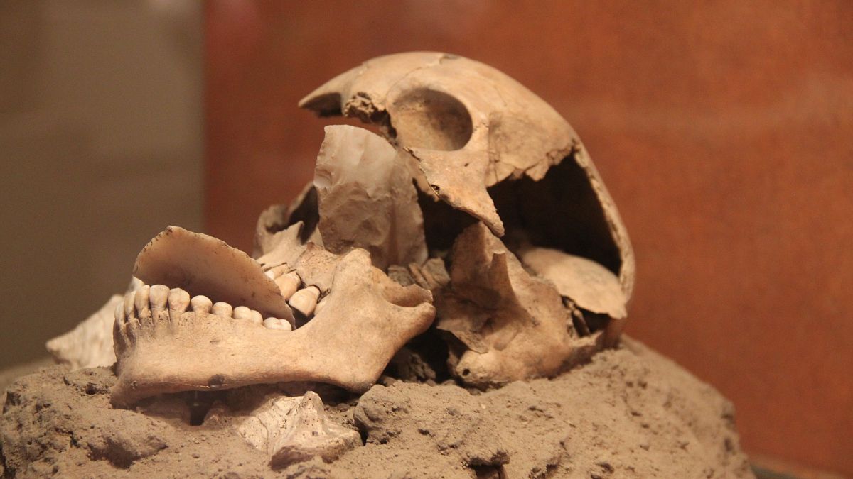 Mexico City'de yer alan Ulusal Antropoloji Müzesi'nde bulunan Astek dönemine ait bir kafatası.