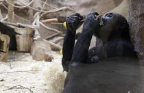 ابتکار باغ وحش پراگ در جمع‌آوری کمک مالی برای تغذیه حیوانات