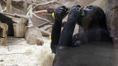 A young western lowland gorilla feeds on vegetables at the zoo in Prague