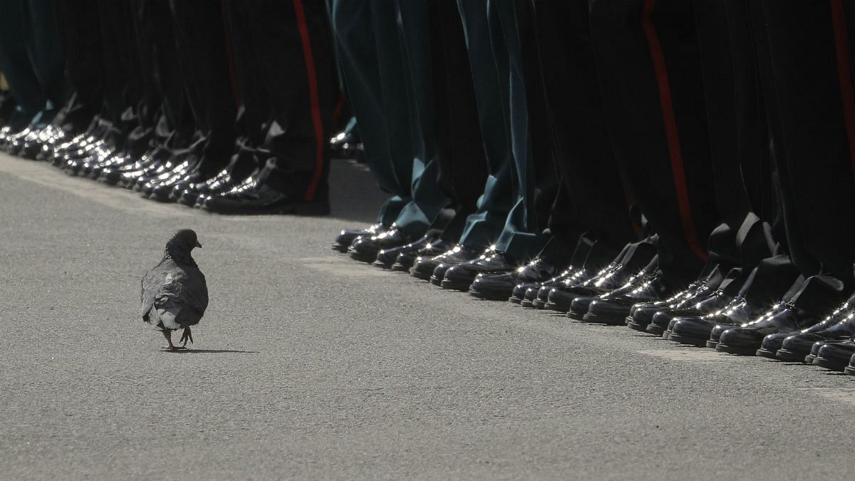 یک کبوتر در مراسم رژه پیروزی جنگ جهانی دوم در مسکو، قدم می‌زند