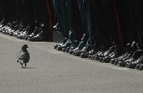 یک کبوتر در مراسم رژه پیروزی جنگ جهانی دوم در مسکو، قدم می‌زند