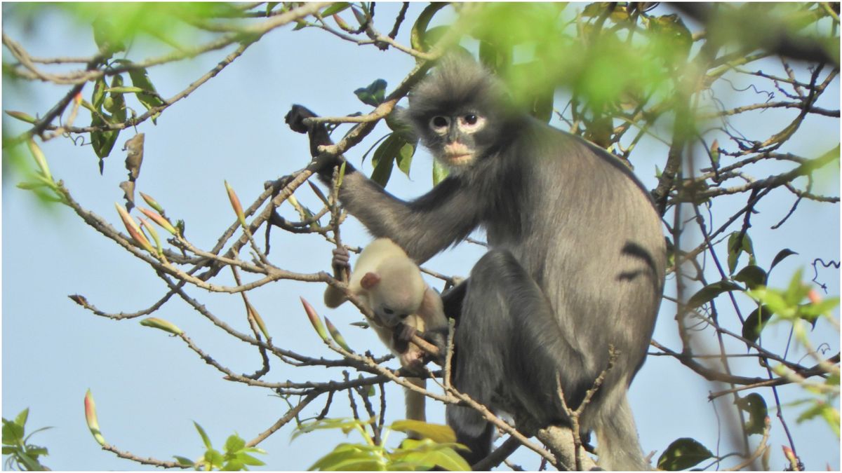 اكتشاف نوع جديد من القردة في ميانمار
