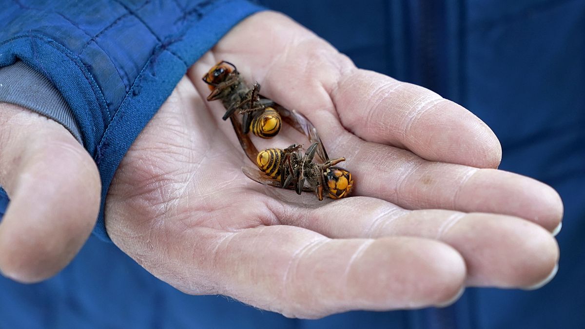 کشف ۲۰۰ ملکه در جریان عملیات نابودی اولین لانه زنبوران قاتل در آمریکا