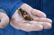 Cientistas "caçam" vespa asiática