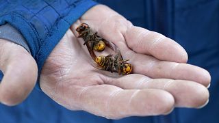 کشف ۲۰۰ ملکه در جریان عملیات نابودی اولین لانه زنبوران قاتل در آمریکا