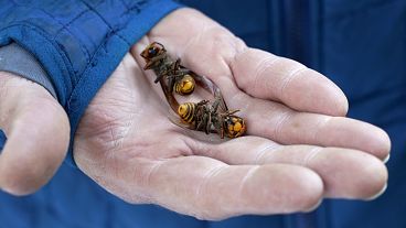 Scientists in Washington destroy murder hornet nest in 'nick of time'