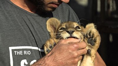 Gáza: oroszlánkölykök a tetőn