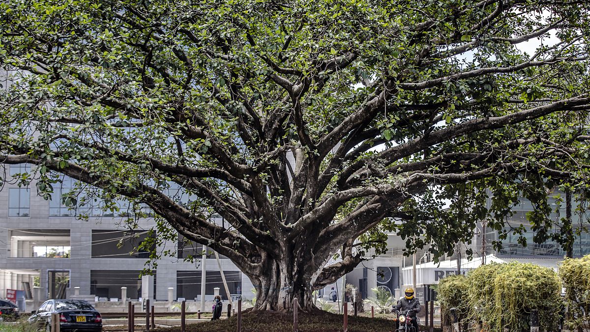 Sikerült megmenteni Etiópia szent fáját