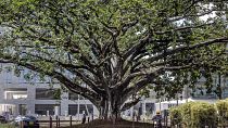 شجرة تين عمرها قرن من الزمان تنجو من الفأس بعد صدور إعلان رئاسي لإنقاذها في نيروبي، كينيا