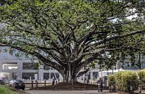 Ναϊρόμπι: Σώθηκε το ιερό δέντρο