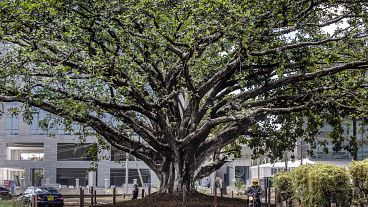 شجرة تين عمرها قرن من الزمان تنجو من الفأس بعد صدور إعلان رئاسي لإنقاذها في نيروبي، كينيا 