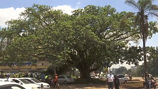 Kenya spares sacred fig tree from destruction