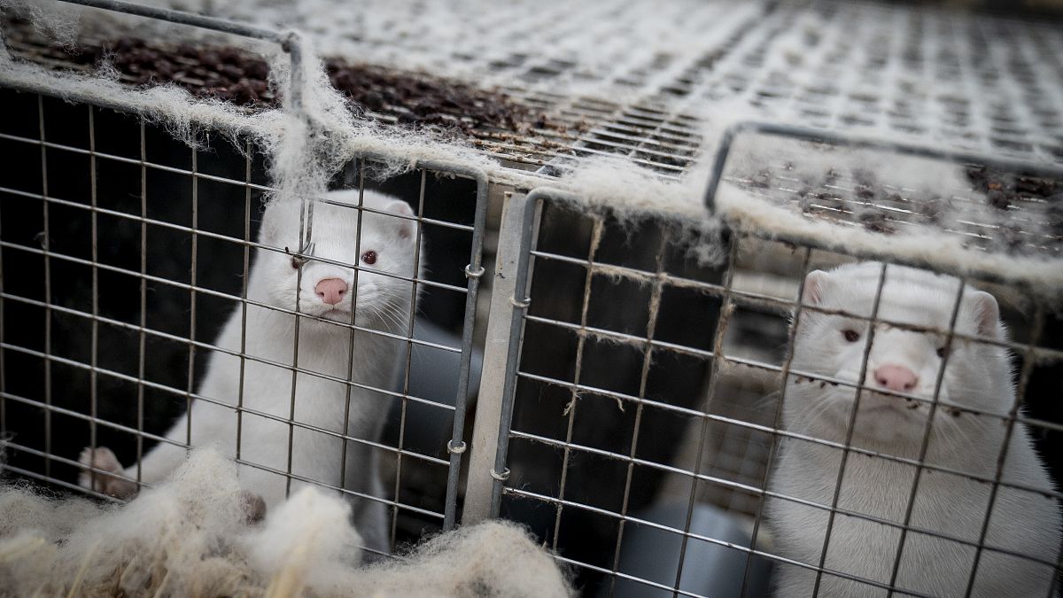 Caged minks were culled on a farm near Naestved, Denmark.