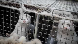 Caged minks were culled on a farm near Naestved, Denmark.