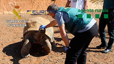 A giant tortoise seized by the Spanish police. A giant tortoise seized by the Spanish police.