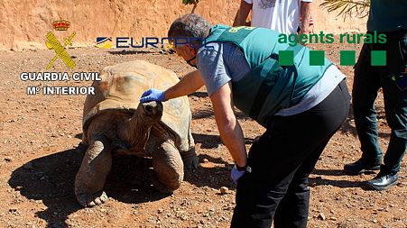 A giant tortoise seized by the Spanish police.