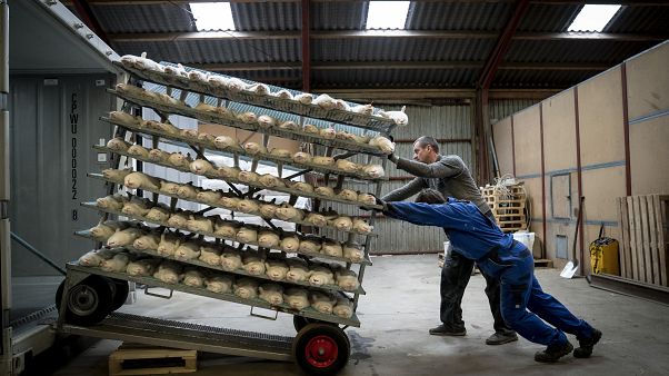 مزارعان يبيدان حوال 3 آلاف من حيوان المينك في مزرعتهما خشية انتقال مزيد من العدوى بالوباء. 2020/11/06 مزارعان يبيدان حوال 3 آلاف من حيوان المينك في مزرعتهما خشية انتقال مزيد من العدوى بالوباء. 2020/11/06