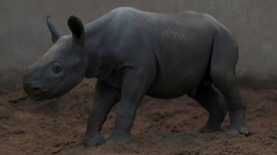 Новорождённый носорог