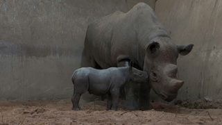 Así nace un rinoceronte