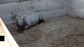 Γέννηση ρινόκερου on camera