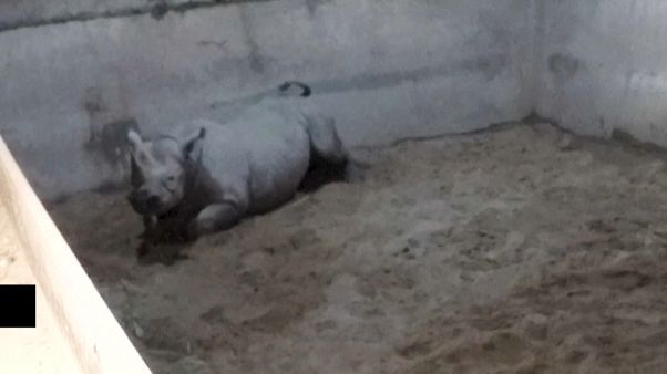 Orrszarvúbébi született Angliában Orrszarvúbébi született Angliában