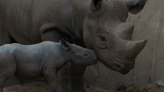Die Mutter und ihr Neugeborenes im Chester Zoo in Nordengland