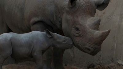 Die Mutter und ihr Neugeborenes im Chester Zoo in Nordengland