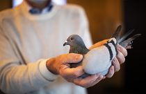 Belçika'da rekor fiyata satılan yarış güvercini