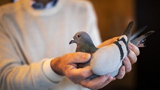 Belçika'da rekor fiyata satılan yarış güvercini