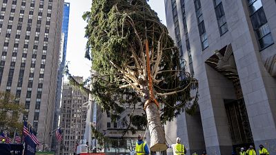 Vorweihnachtliche Stimmung im Big Apple: Vor dem Rockefeller Center steht jetzt der traditionelle Weihnachtsbaum