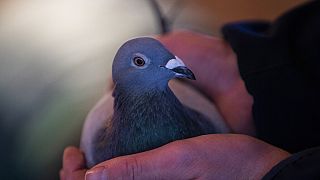 An employee of Pipa, a Belgian auction house for racing pigeons, shows a two-year old female pigeon named New Kim after an auction in Knesselare, Belgium, Sunday, Nov. 15, 202