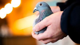 نیو کیم، کبوتر ۱.۶ میلیون یورویی