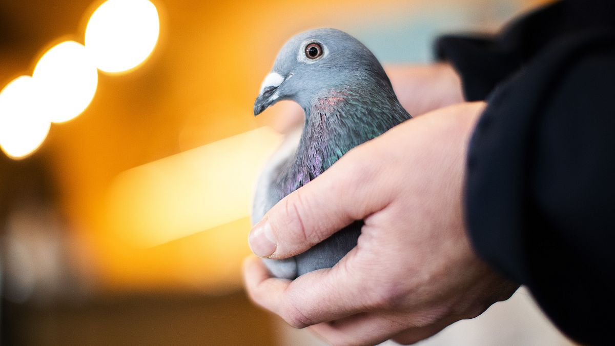 An employee of Pipa, a Belgian auction house for racing pigeons, shows a two-year old female pigeon named New Kim after an auction in Knesselare, Belgium, Sunday, Nov. 15, 202