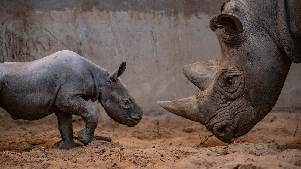 Conservationists celebrate as birth of ultra-rare rhino is caught on camera  at Chester Zoo | Euronews