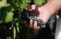 Viticultores británicos apuestan por producir su propio vino 'Beaujolais'