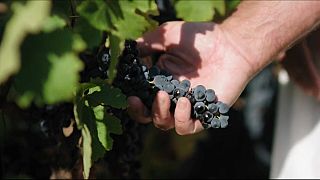 Viticultores británicos apuestan por producir su propio vino 'Beaujolais'
